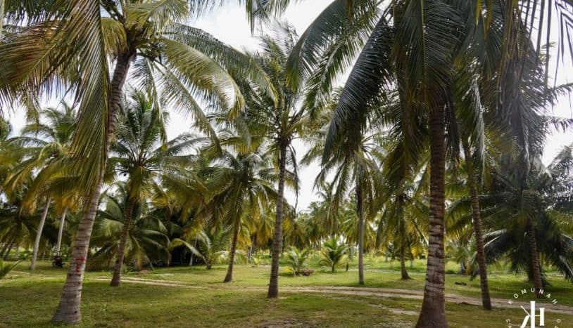 San Crisanto Yucatán Terrenos En Venta Komunah Residencial Land